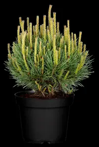 Pinus sylvestris - 80-100 CM C7.5 - image 5