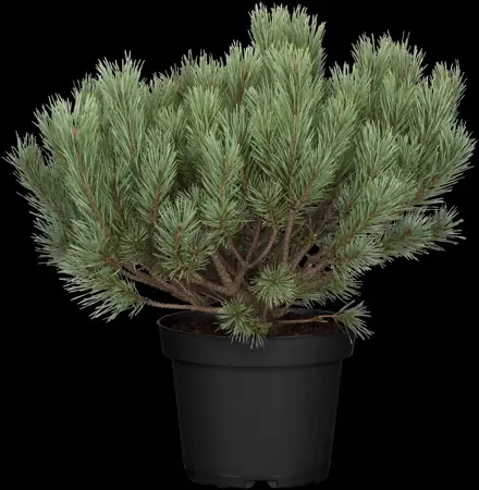 Pinus sylvestris - P9 - image 4
