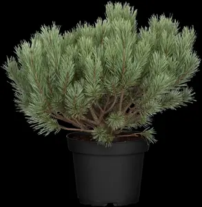 Pinus sylvestris - 120-140 CM RB - image 4