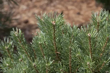 Pinus sylvestris - P9 - image 1
