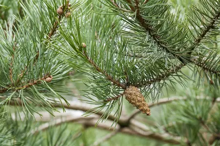 Pinus sylvestris - MULTISTEM 300-350 CM CONT - image 3
