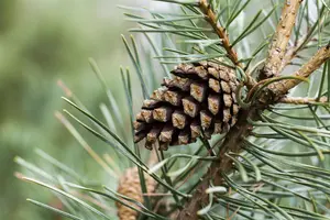 Pinus sylvestris - MULTISTEM 175-200 CM C90 - image 4