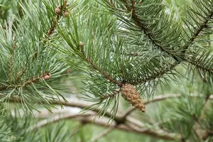Pinus sylvestris - SOLITAIR 200-250 CM C30 - image 3