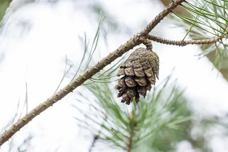 Pinus sylvestris - SOLITAIR 200-250 CM C30 - image 5