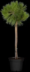 Pinus sylvestris - P9 - image 3