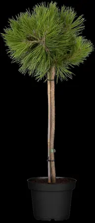 Pinus sylvestris - 80-100 CM C7.5 - image 3