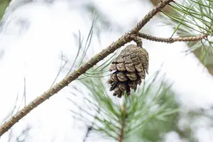 Pinus sylvestris 'Blue Pearl' - 20-25 CM C4,5 - image 5