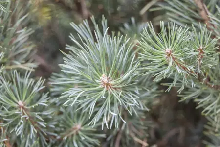 Pinus sylvestris 'Chantry Blue'  - 90 CM STEM C25
