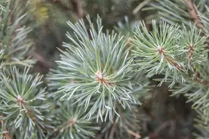 Pinus sylvestris 'Chantry Blue' 