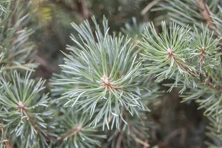 Pinus sylvestris 'Chantry Blue'  - 40-50 CM C10