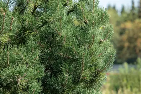 Pinus sylvestris 'Fastigiata' - 50-60 CM C12