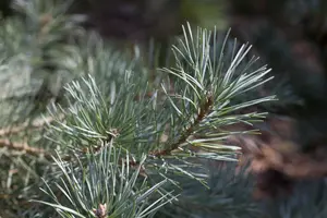 Pinus sylvestris 'Glauca Nana'