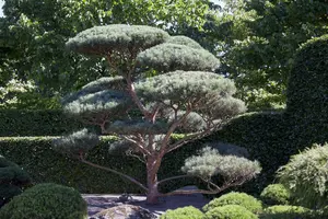 Pinus sylvestris 'Glauca Nana' - 30-40 CM C7.5 - image 2