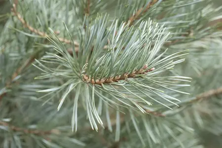 Pinus sylvestris 'Glauca Nana' - 30-40 CM C7.5 - image 4