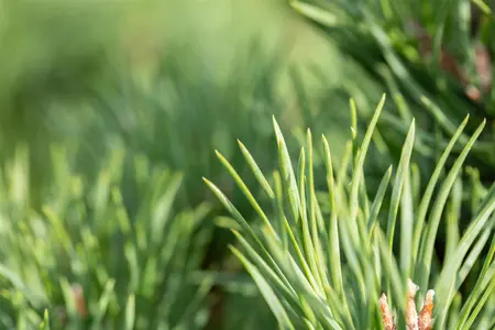 Pinus sylvestris 'Globosa Viridis' - 15-20 CM BR - image 4