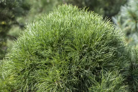 Pinus sylvestris 'Globosa Viridis' - 15-20 CM C5 - image 2