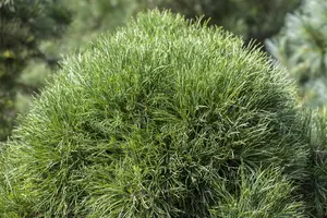 Pinus sylvestris 'Globosa Viridis' - 15-20 CM C5 - image 2