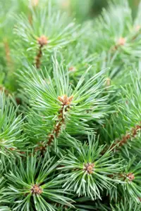 Pinus sylvestris 'Martham' - 50-60 CM C12 - image 2