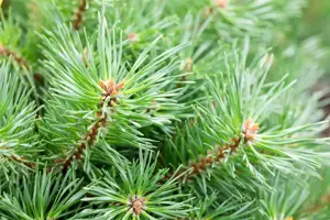 Pinus sylvestris 'Martham' - 50-60 CM C12 - image 3