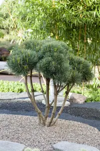Pinus sylvestris 'Nana' - 70 CM STEM C15 - image 3