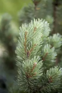 Pinus sylvestris 'Nana' - 70 CM STEM C15 - image 5