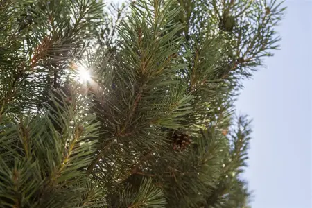 Pinus sylvestris 'Norska' - 80-100 CM RB - image 1