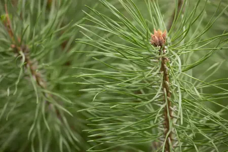 Pinus sylvestris 'Norska' - 80-100 CM RB - image 2