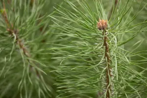 Pinus sylvestris 'Norska' - 80-100 CM RB - image 2