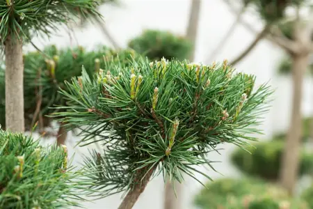 Pinus sylvestris 'Norska' - 80-100 CM RB - image 4