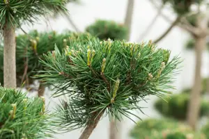 Pinus sylvestris 'Norska' - 80-100 CM RB - image 4