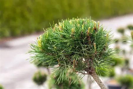 Pinus sylvestris 'Norska' - 100-125 CM RB - image 3