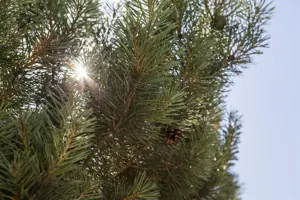 Pinus sylvestris 'Norska'