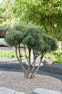 Pinus sylvestris 'Watereri' - 25-30 CM C3 - image 3