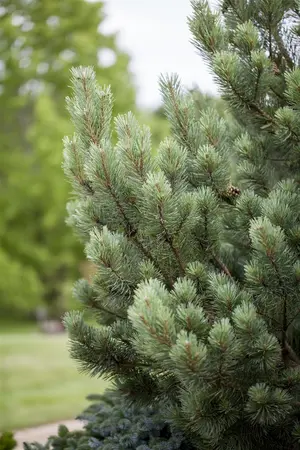 Pinus sylvestris 'Watereri' - MULTISTEM 150-175 CM C90 - image 5