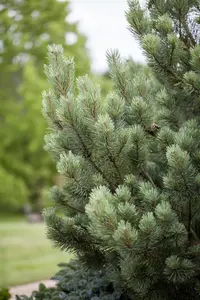 Pinus sylvestris 'Watereri' - MULTISTEM 150-175 CM C90 - image 5