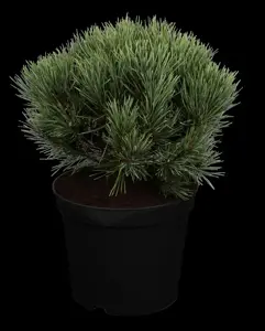 Pinus sylvestris 'Watereri' - 60-70 CM RB - image 1