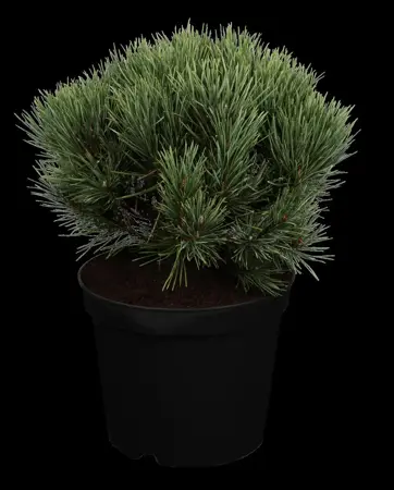 Pinus sylvestris 'Watereri' - 60-80 CM C20 - image 1