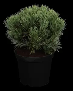 Pinus sylvestris 'Watereri'