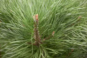 Pinus sylvestris 'Watereri' - 40-50 CM RB - image 4