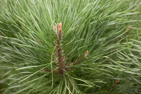 Pinus sylvestris 'Watereri' - 60-80 CM RB - image 4