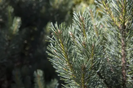 Pinus sylvestris 'Watereri' - MULTISTEM 150-175 CM C90 - image 1