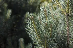 Pinus sylvestris 'Watereri' - MULTISTEM 150-175 CM C90 - image 1