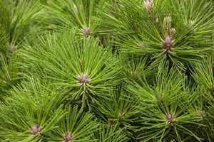 Pinus thunbergii - 30-40 CM C3 - image 2