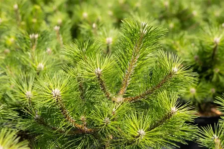 Pinus thunbergii 'Banshosho' - 12-15 CM P9 - image 1