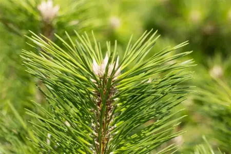 Pinus thunbergii 'Banshosho' - 12-15 CM P9 - image 2