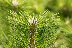 Pinus thunbergii 'Banshosho' - 12-15 CM P9 - image 2