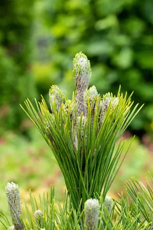Pinus thunbergii 'Mayima' (maijima) - 40-50 CM C10 - image 2
