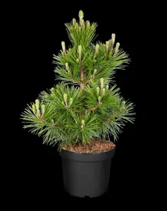 Pinus thunbergii 'Mayima' (maijima) - 40-50 CM C10 - image 4