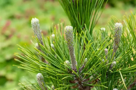 Pinus thunbergii 'Mayima' (maijima) - 40-50 CM C10 - image 1