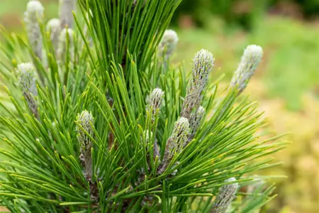 Pinus thunbergii 'Mayima' (maijima) - 40-50 CM C10 - image 3